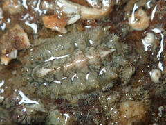Acanthochitona crinita
