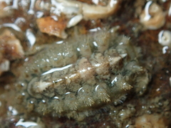 Acanthochitona crinita