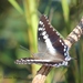 Bush Charaxes - Photo (c) Lauren Steyn, some rights reserved (CC BY-NC-ND), uploaded by Lauren Steyn