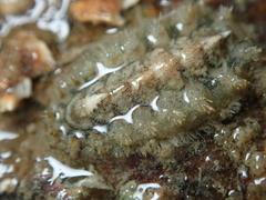 Acanthochitona crinita