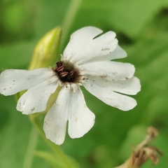 Microbotryum lychnidis-dioicae