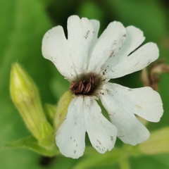 Microbotryum lychnidis-dioicae