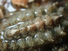Acanthochitona crinita