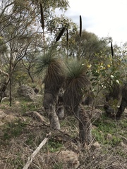 Xanthorrhoea quadrangulata