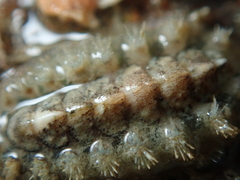 Acanthochitona crinita