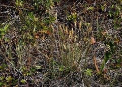 Danthonia intermedia riabuschinskii