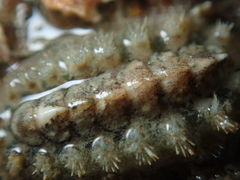 Acanthochitona crinita