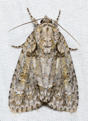 Acronicta ovata
