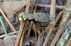 Apterodela unipunctata