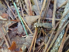 Apterodela unipunctata