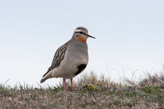 Oreopholus ruficollis