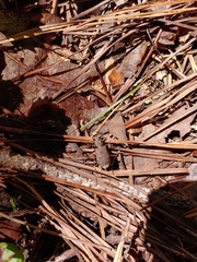 Apterodela unipunctata