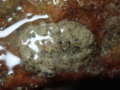 Acanthochitona