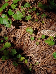 Apterodela unipunctata