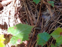 Apterodela unipunctata