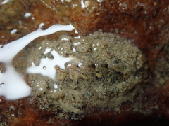 Acanthochitona