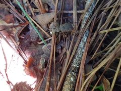 Apterodela unipunctata