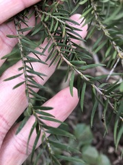 Melaleuca sieberi