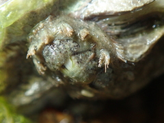 Acanthochitona crinita