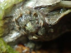 Acanthochitona crinita