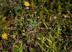 Picris japonica kamtschatica