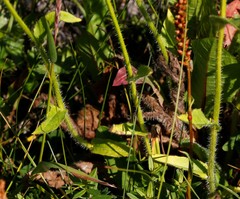 Picris japonica kamtschatica