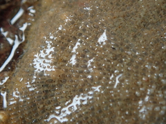 Schizoporella unicornis