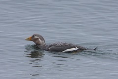 Tachyeres patachonicus