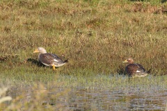 Tachyeres patachonicus