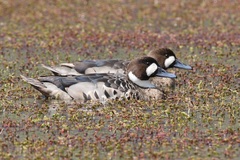 Speculanas specularis