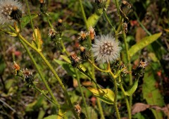 Picris japonica kamtschatica