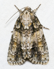 Acronicta increta