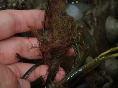 Vertebrata lanosa