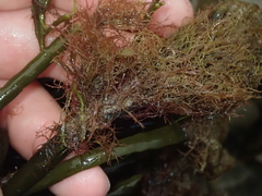 Vertebrata lanosa