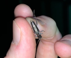 Xylotrechus sagittatus