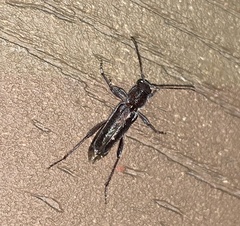 Xylotrechus sagittatus