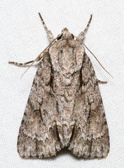 Acronicta laetifica
