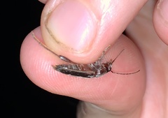 Xylotrechus sagittatus