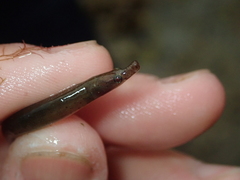 Nerophis lumbriciformis