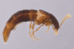 Ischnosoma suteri