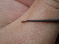 Nerophis lumbriciformis