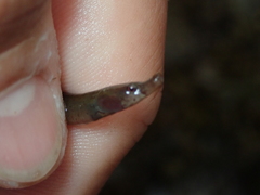 Nerophis lumbriciformis