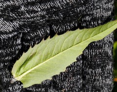 Picris japonica kamtschatica