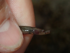 Nerophis lumbriciformis