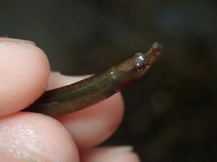 Nerophis lumbriciformis