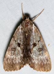 Catocala andromedae
