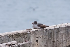 Leucophaeus scoresbii