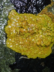 Variospora thallincola