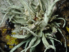 Ramalina siliquosa