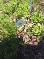 Calochortus apiculatus